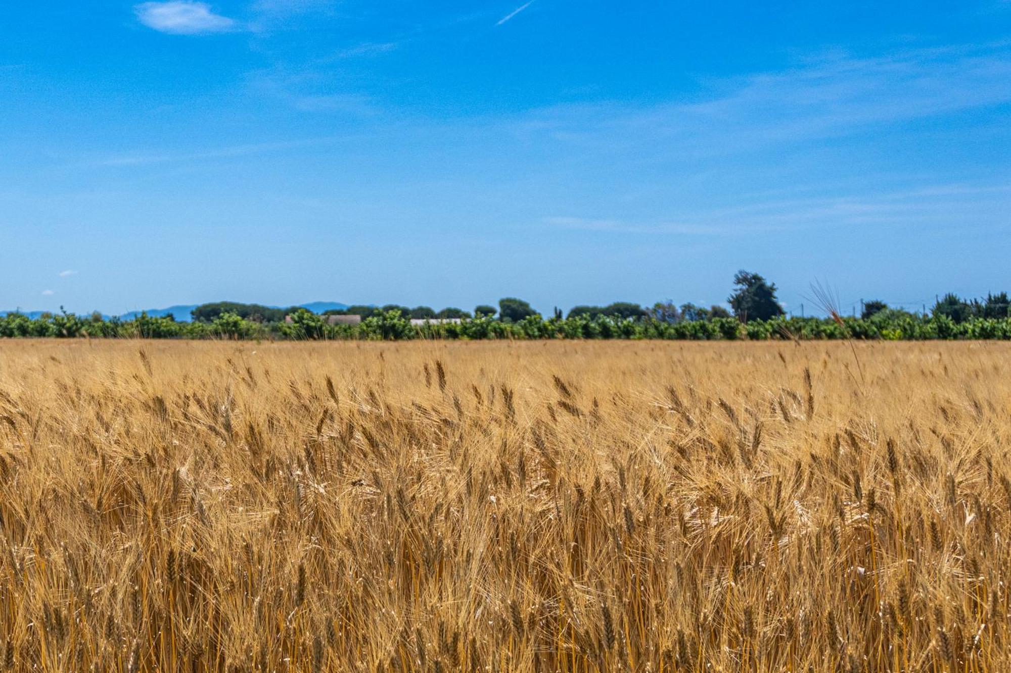 Agroturismo Il Tripesce *